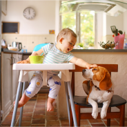 Pet Insurance